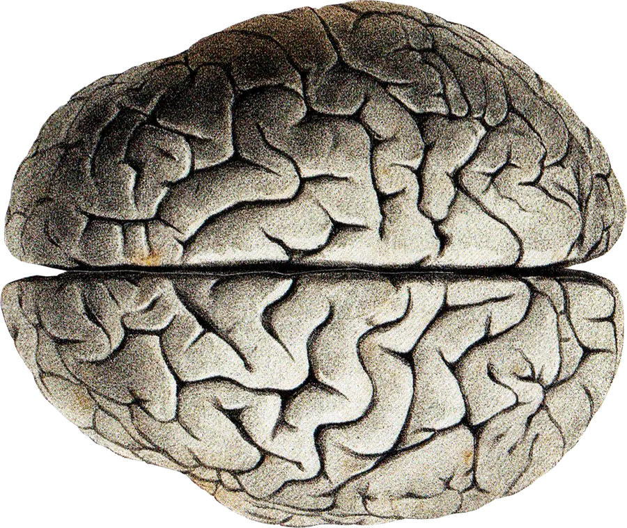 Brain