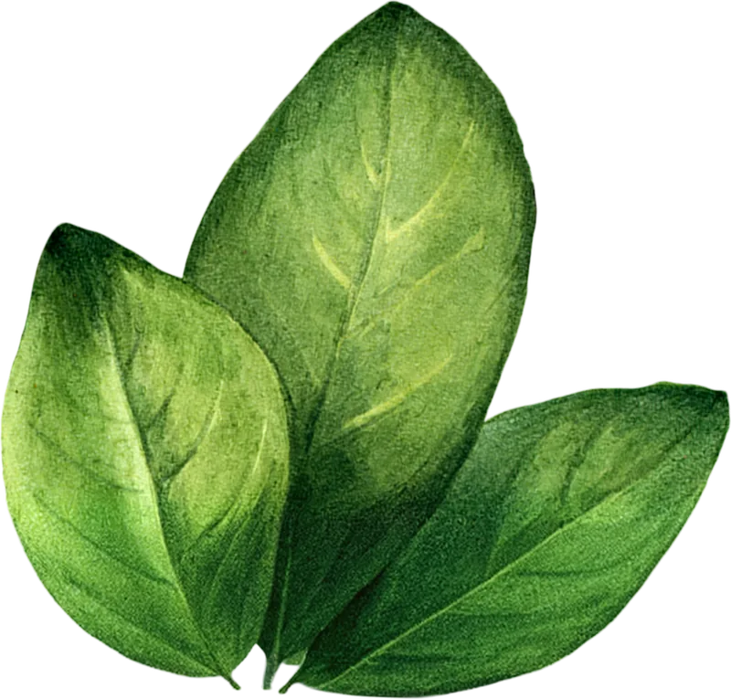 Leaves